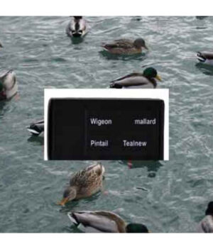 Ucaller Card For Ducks