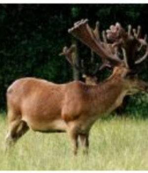 Ucller Card For Deer